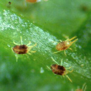 Araña roja