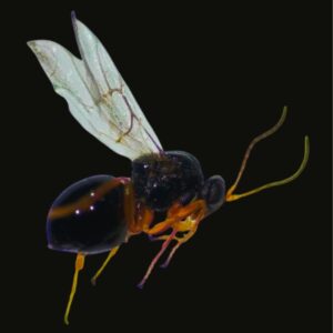 Avispilla del castaño