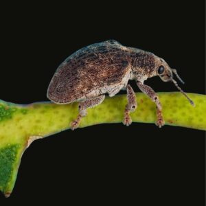 Gorgojo del eucalipto