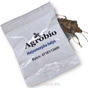 HALYOMORPHA HALYS feromona