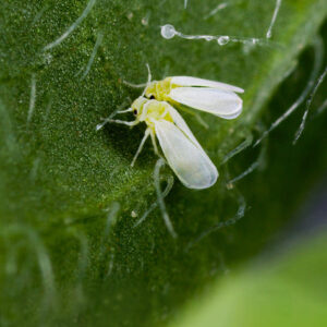 Mosca Blanca