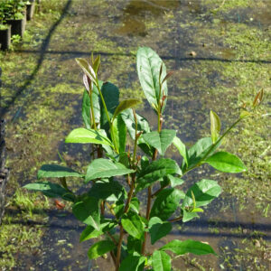 Planta de té (Camelia sinensis)