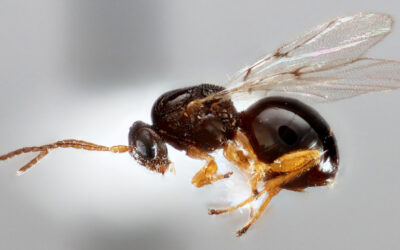 Control Biológico en Bosques: Protegiendo Castaños y Eucaliptos de Plagas y Enfermedades